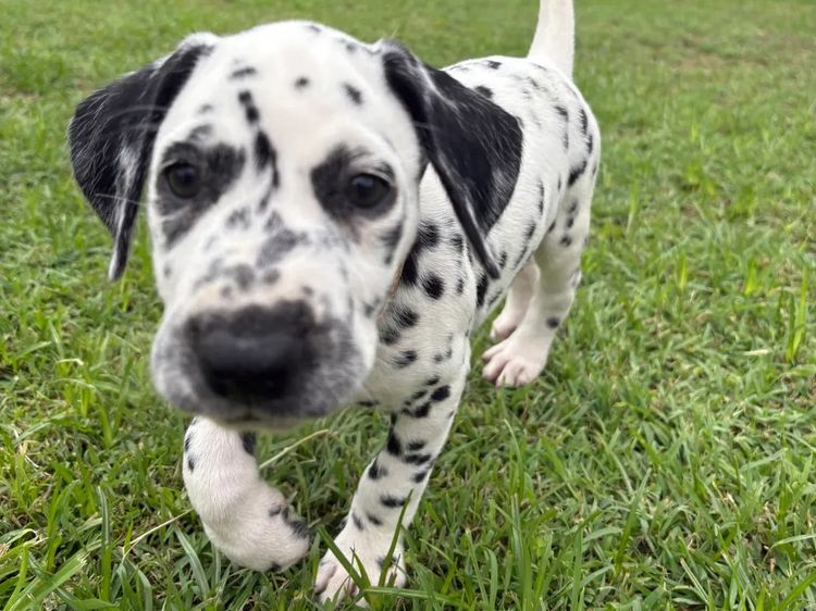 SPOTONPUPZ Dalmatians