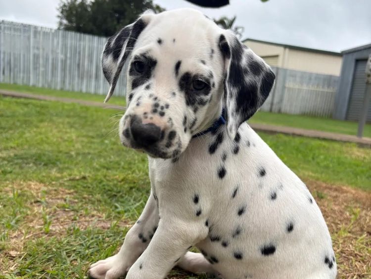SPOTONPUPZ Dalmatians
