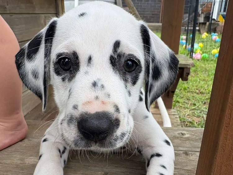 SPOTONPUPZ Dalmatians