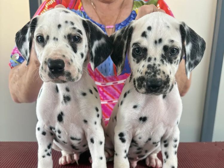 SPOTONPUPZ Dalmatians