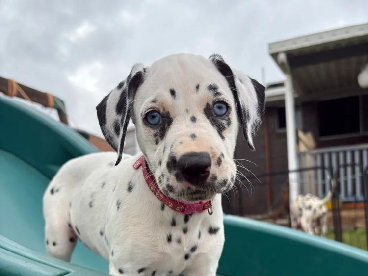 SPOTONPUPZ Dalmatians