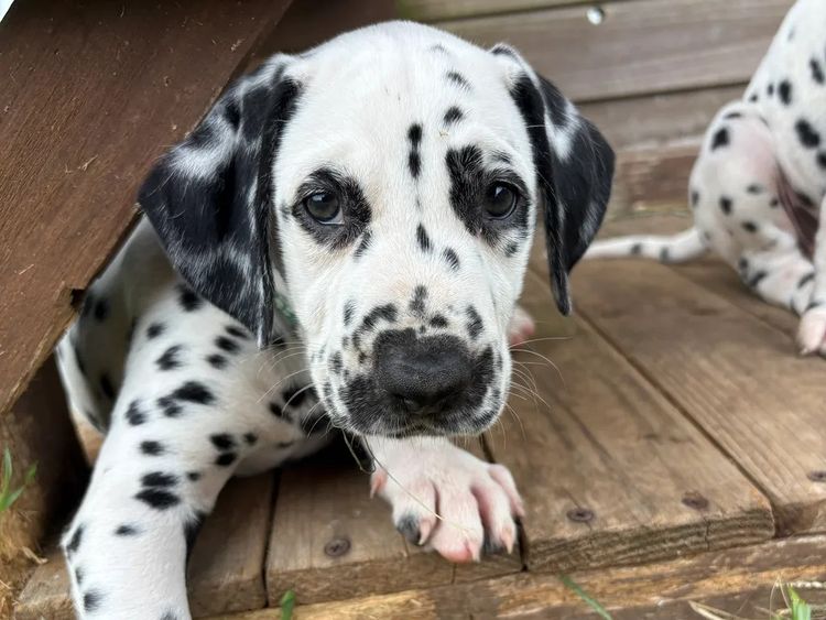 SPOTONPUPZ Dalmatians