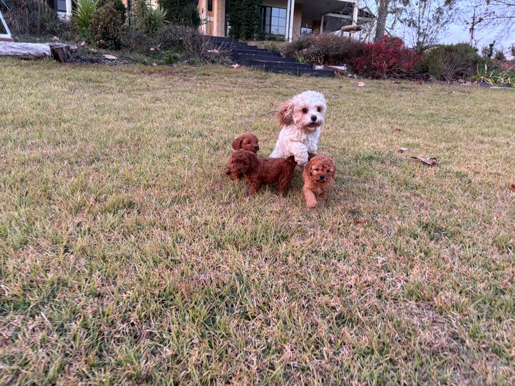Mini Angel Cavoodles