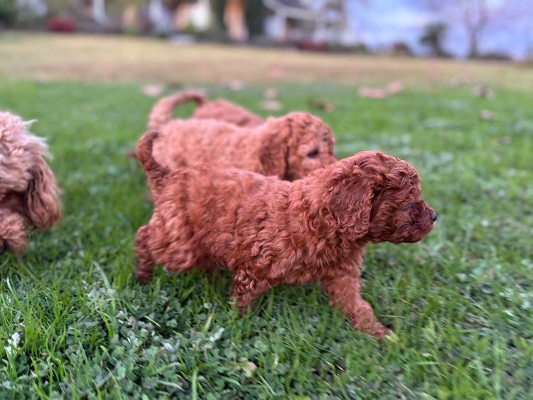 Mini Angel Cavoodles