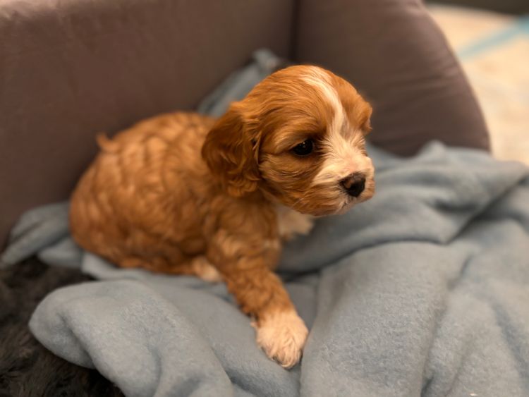 Mini Angel Cavoodles