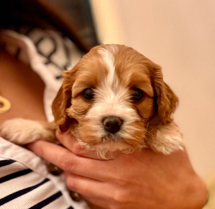 Mini Angel Cavoodles