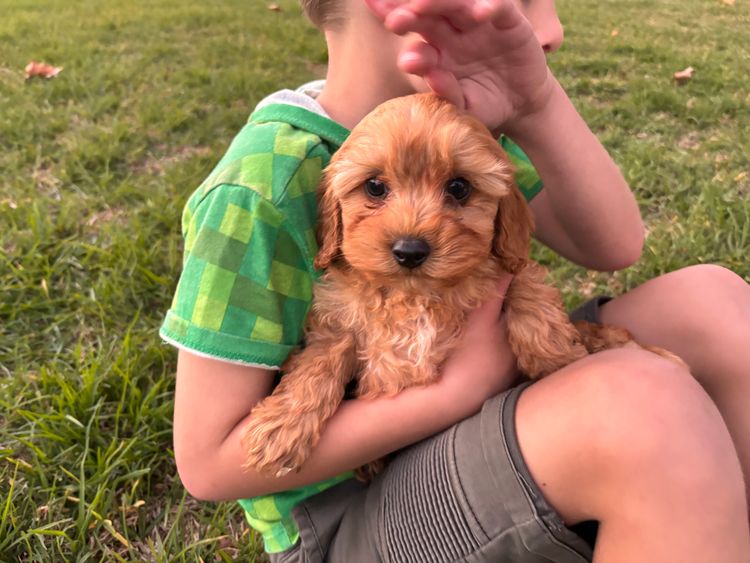 Mini Angel Cavoodles