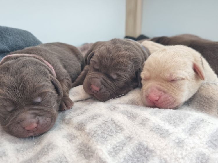 Palmira Healing Puppies