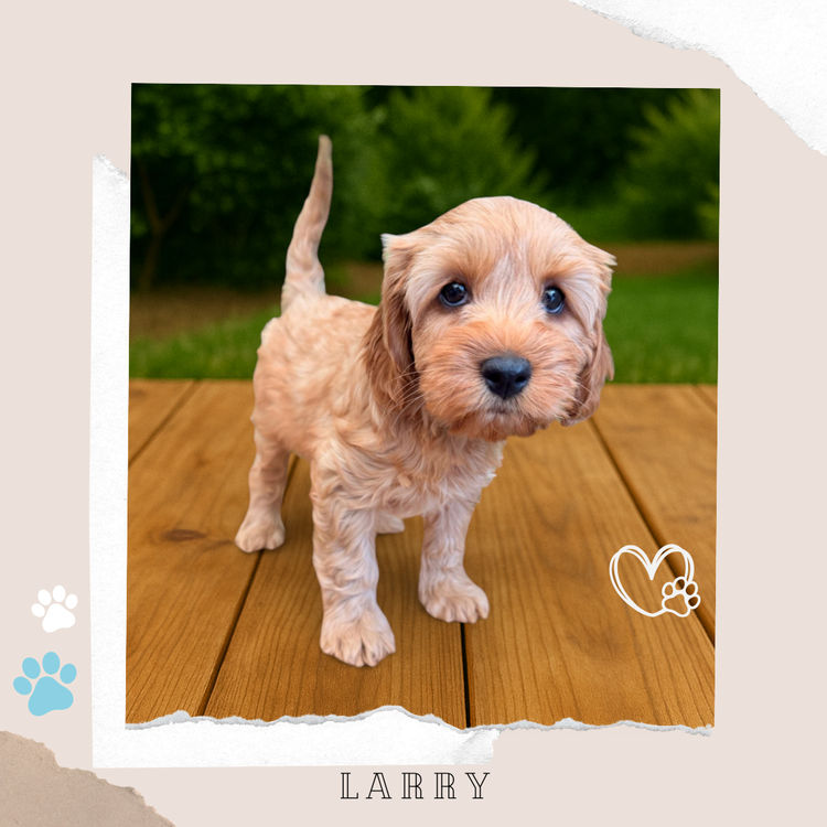 Toy Cavoodles Melbourne