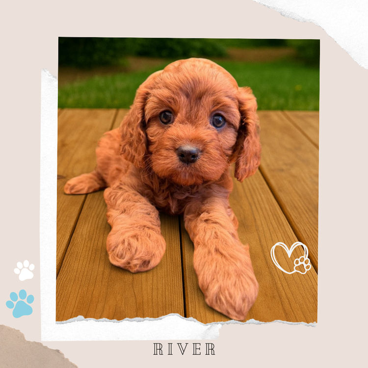 Toy Cavoodles Melbourne