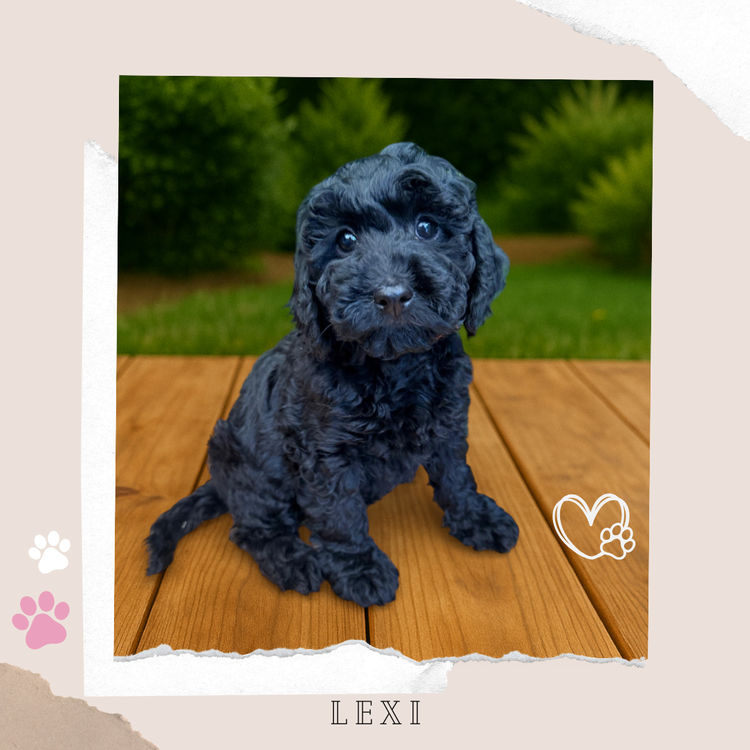 Toy Cavoodles Melbourne