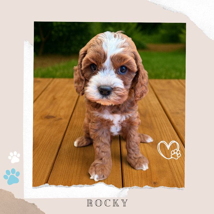 Toy Cavoodles Melbourne