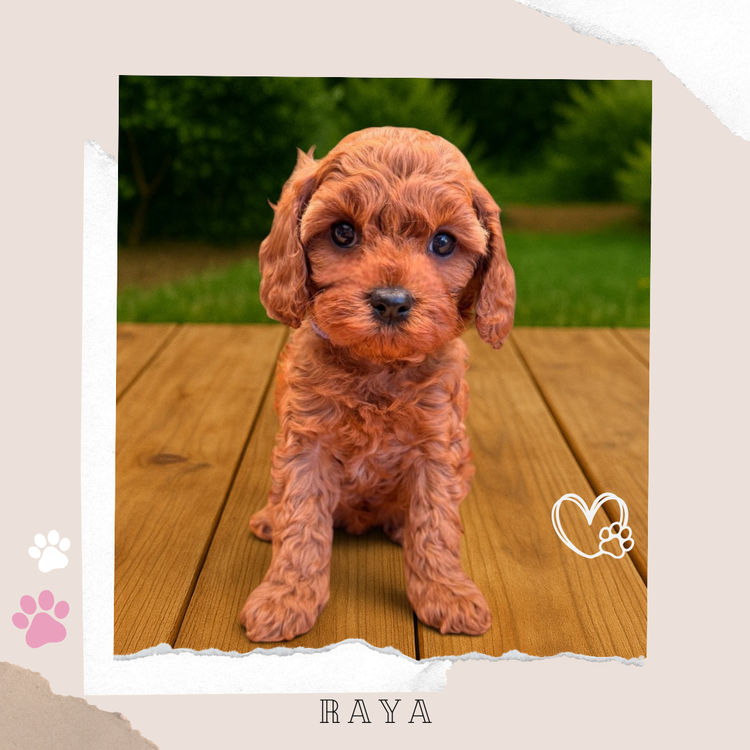 Toy Cavoodles Melbourne
