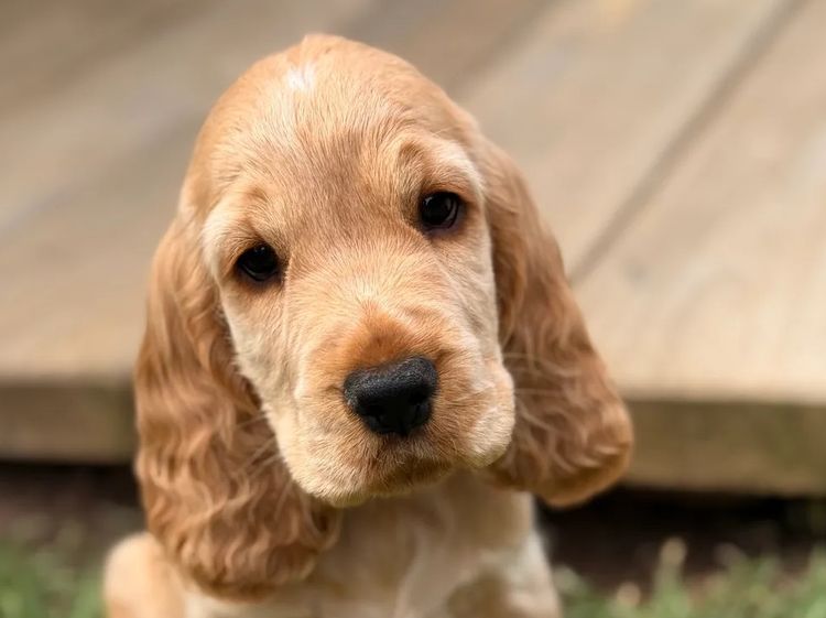 Rubebarlo Cocker Spaniels