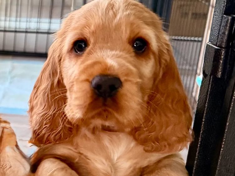 Rubebarlo Cocker Spaniels