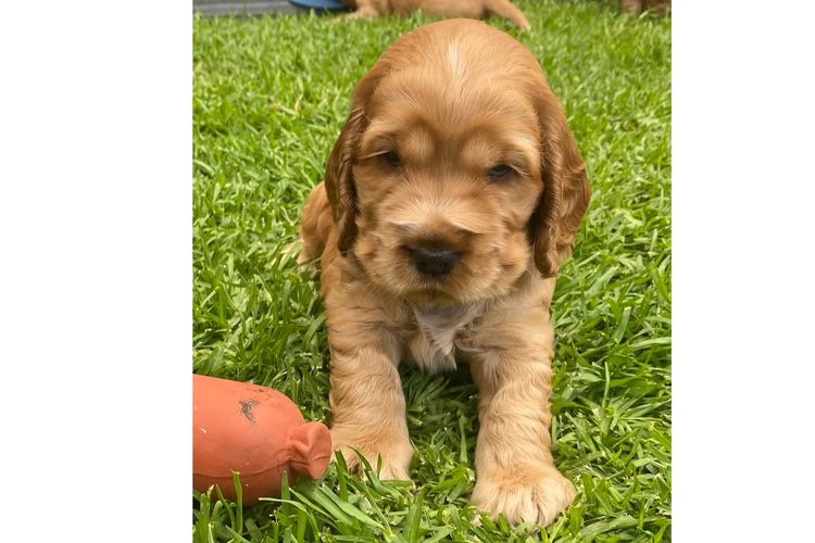 Rubebarlo Cocker Spaniels