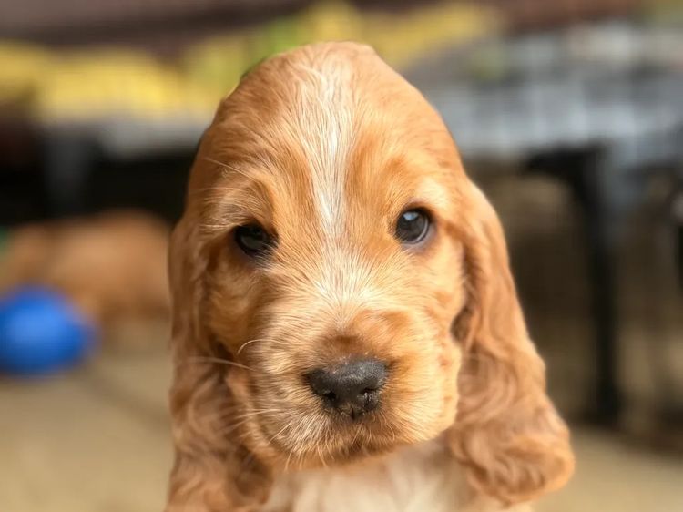 Rubebarlo Cocker Spaniels