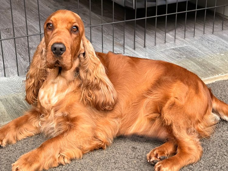 Rubebarlo Cocker Spaniels