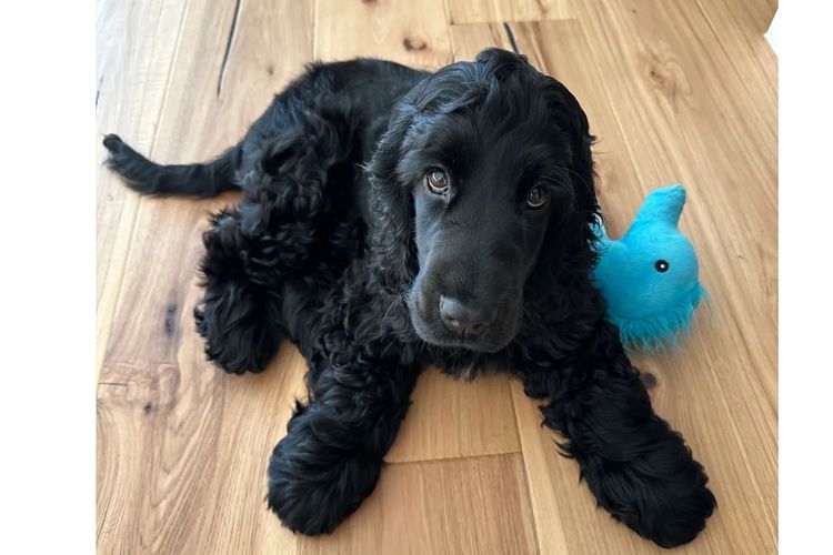Rubebarlo Cocker Spaniels