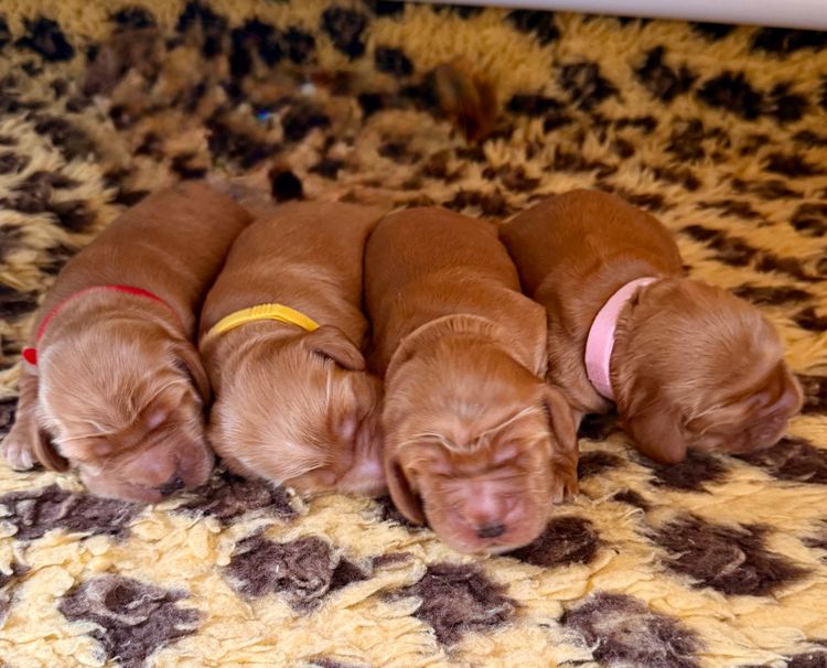 Rubebarlo Cocker Spaniels