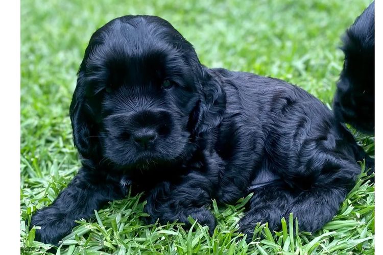 Rubebarlo Cocker Spaniels