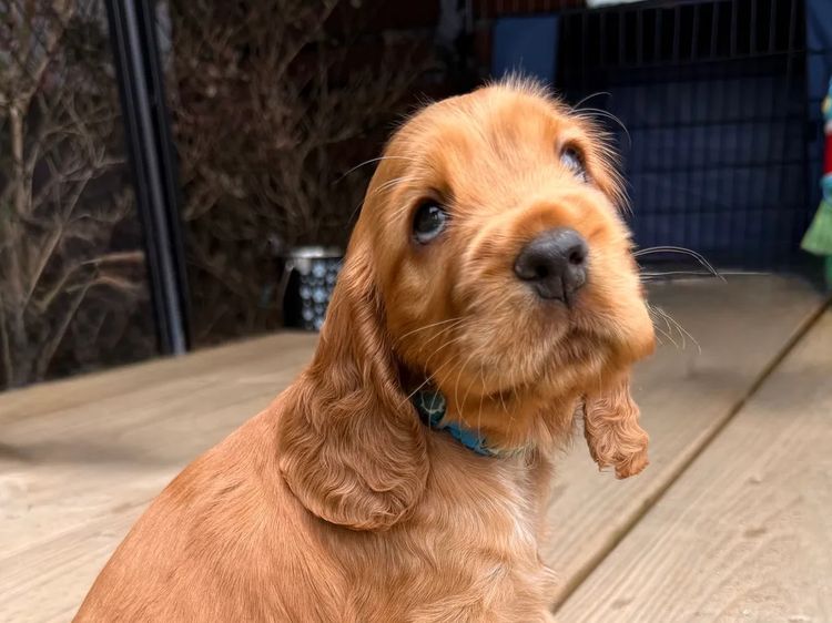 Rubebarlo Cocker Spaniels