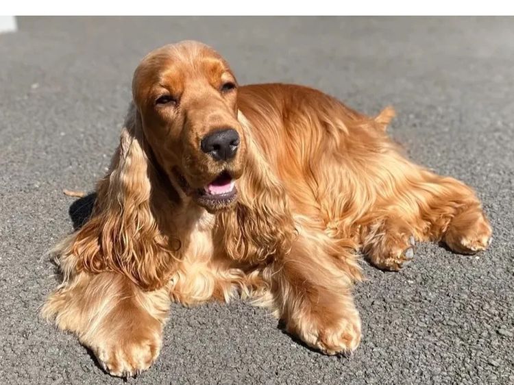 Rubebarlo Cocker Spaniels