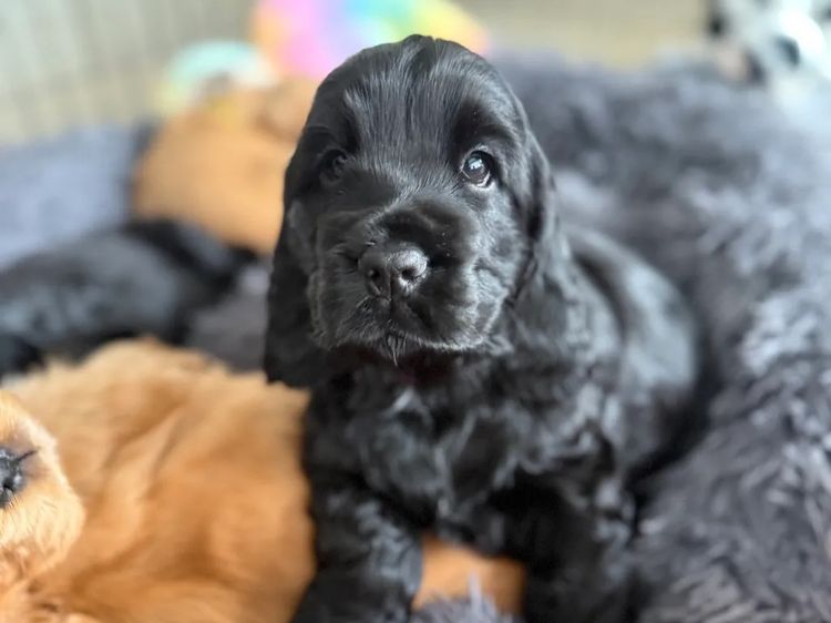 Rubebarlo Cocker Spaniels