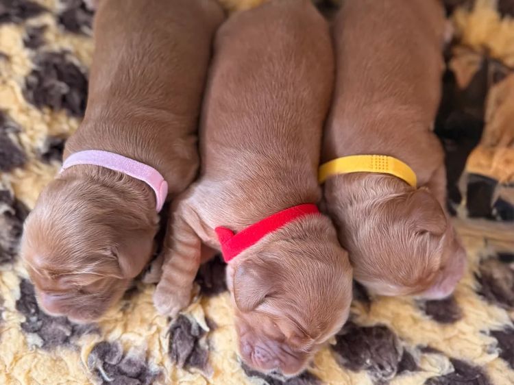 Rubebarlo Cocker Spaniels