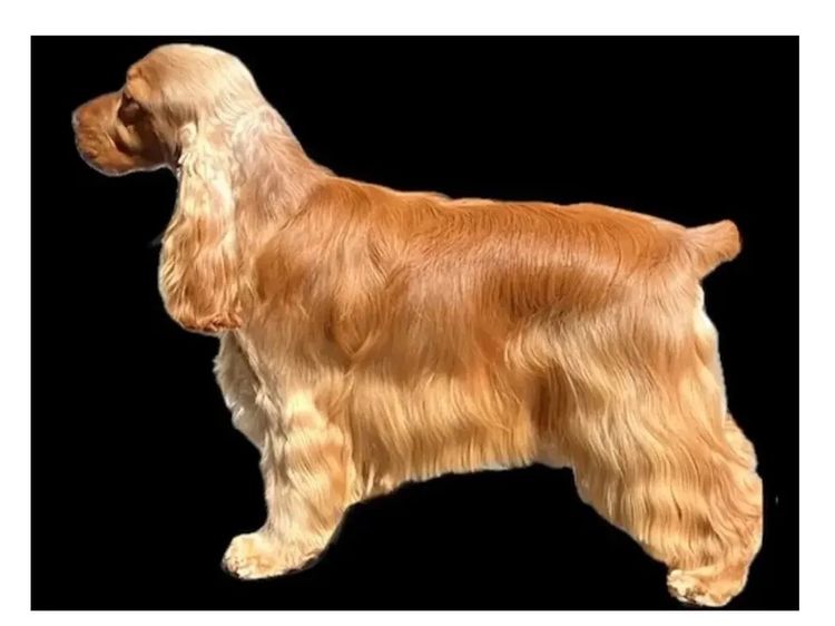 Rubebarlo Cocker Spaniels