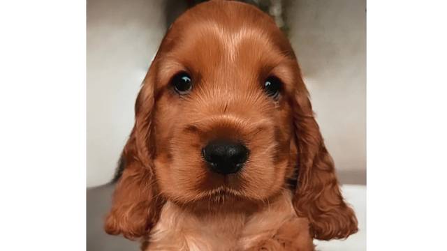Rubebarlo Cocker Spaniels
