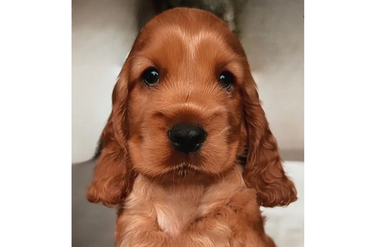 Rubebarlo Cocker Spaniels