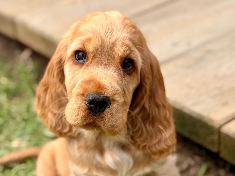 Rubebarlo Cocker Spaniels