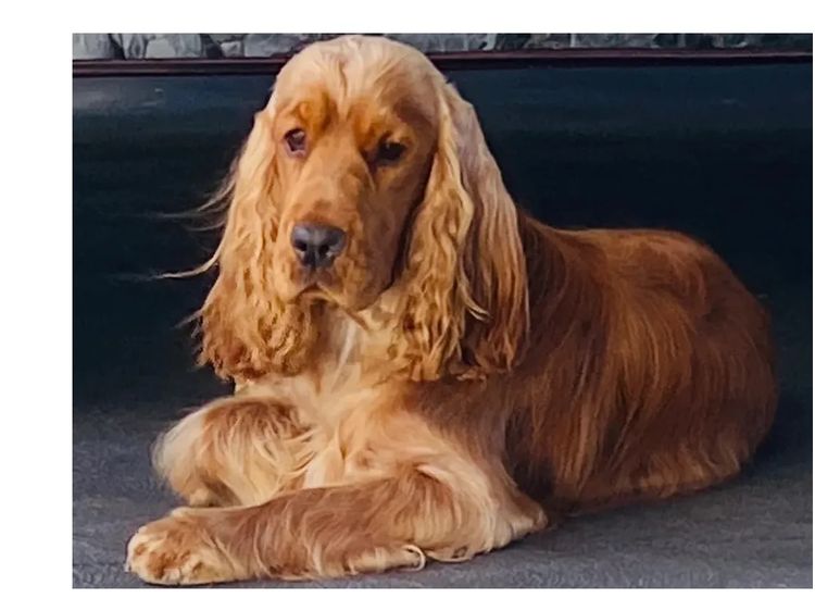 Rubebarlo Cocker Spaniels