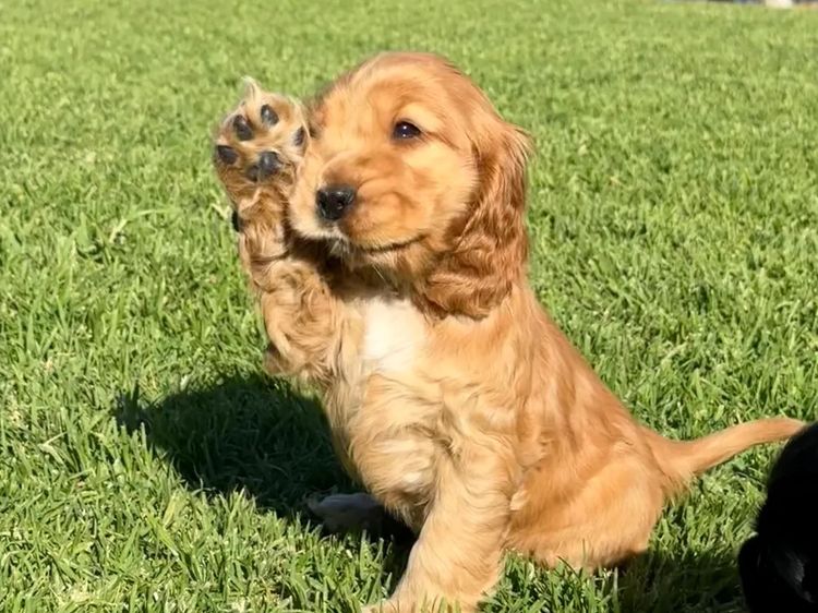 Rubebarlo Cocker Spaniels