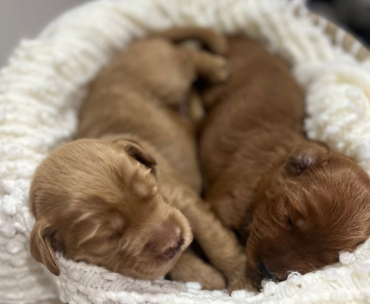 Titch Labradoodles Perth