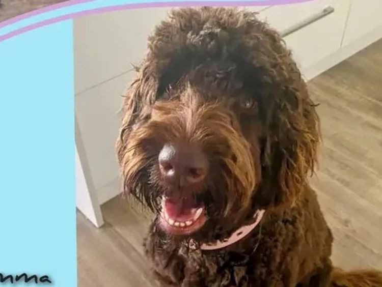 Rainbow tails Labradoodles