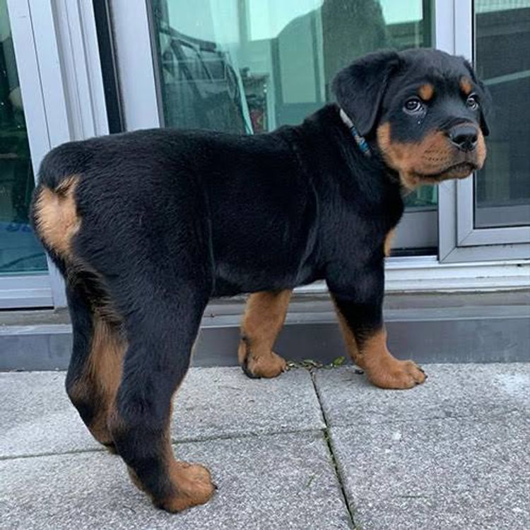 KTR Rottweilers