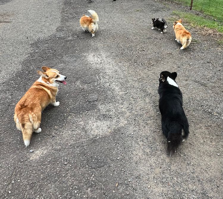 Nesbo PembrokeWelsh corgi kennels