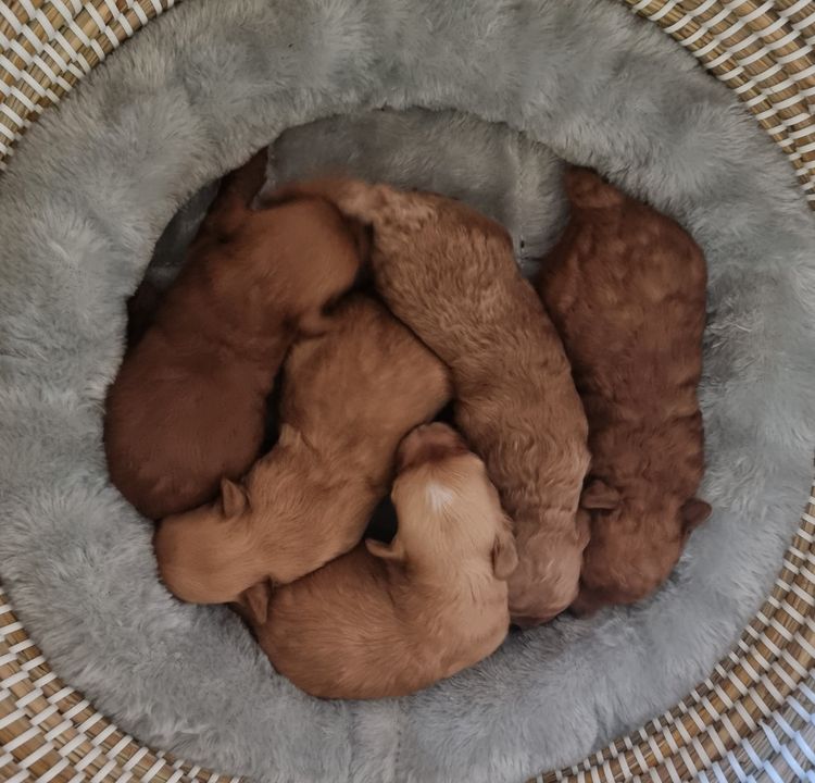 Samford Valley Cavoodles