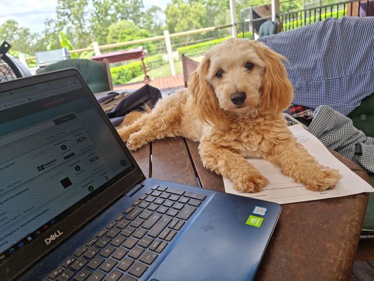 Samford Valley Cavoodles