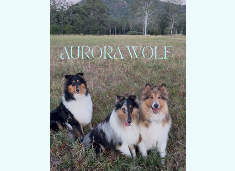 Aurora Wolf Rough Collies
