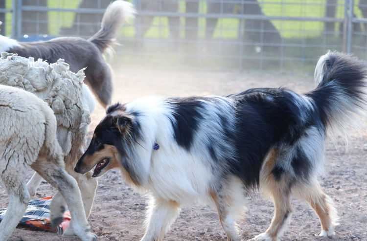 Aurora Wolf Rough Collies