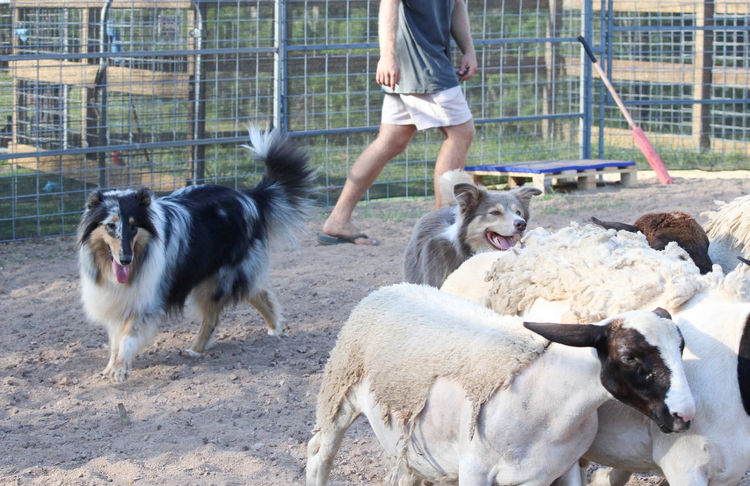 Aurora Wolf Rough Collies