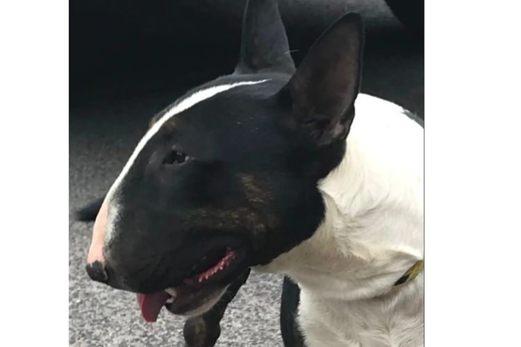 Nevadalodge Bull Terriers