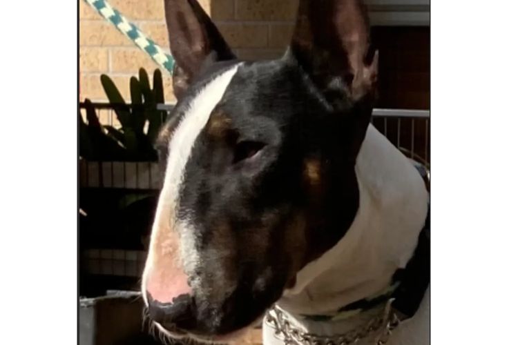 Nevadalodge Bull Terriers