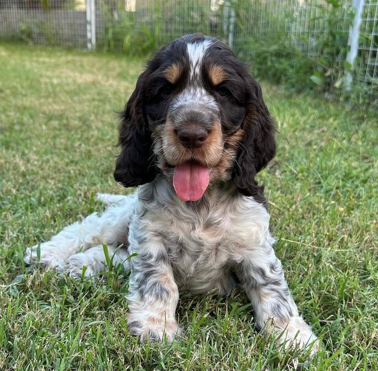 Goldendayze Cocker Spaniels DOGS AUSTRALIA (ANKC)