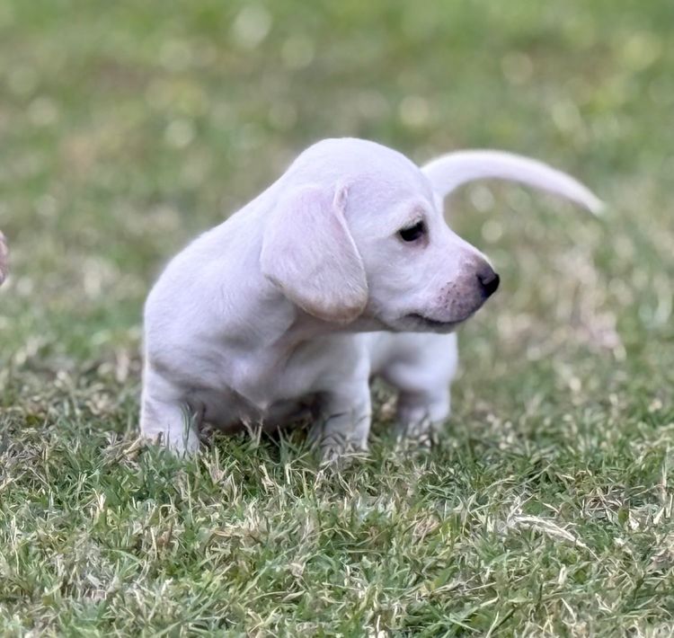 Territory Pups