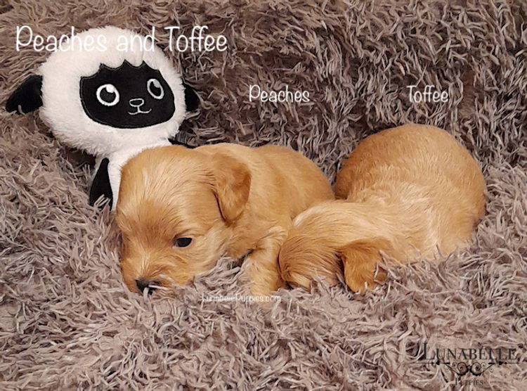 Lunabelle Toy Havoodles