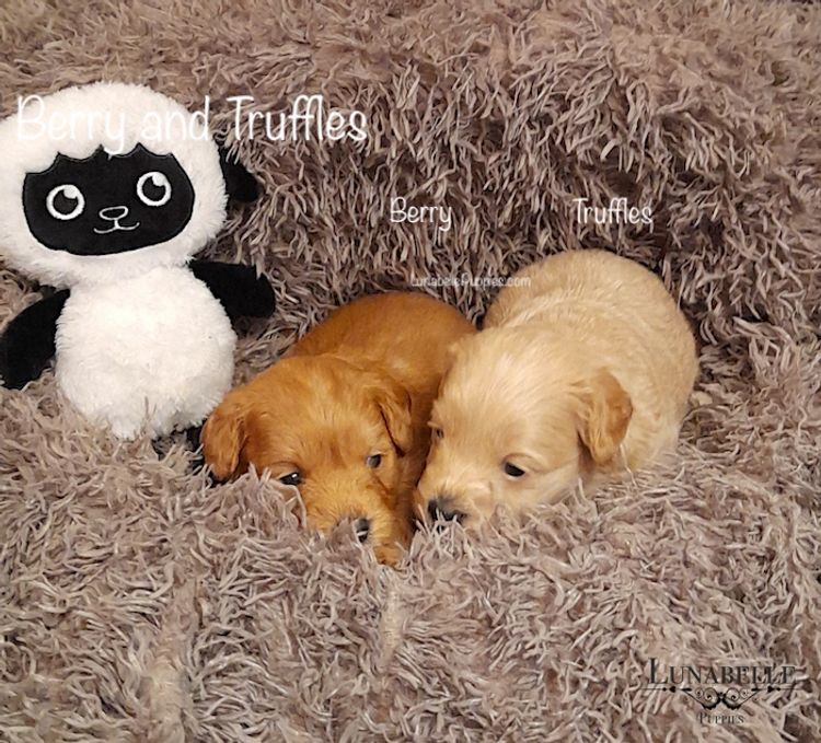 Lunabelle Toy Havoodles